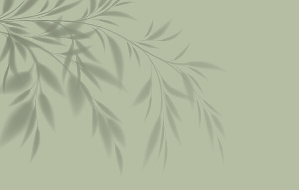 A shadow of a plant on a wall A shadow of a plant on a wall