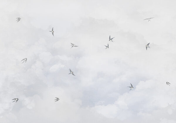 A group of birds flying in the sky w00526p 600x420 - A group of birds flying in the sky - tegory