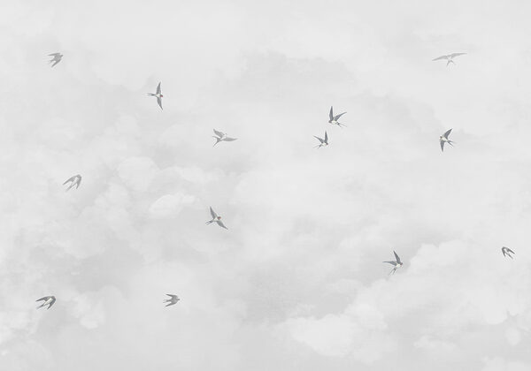 A group of birds flying in the sky w00526v1p 600x420 - A group of birds flying in the sky - tegory