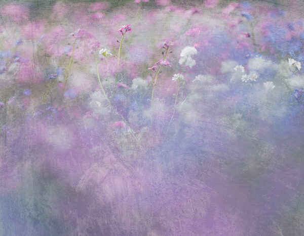 A field of flowers with purple and white flowers A field of flowers with purple and white flowers
