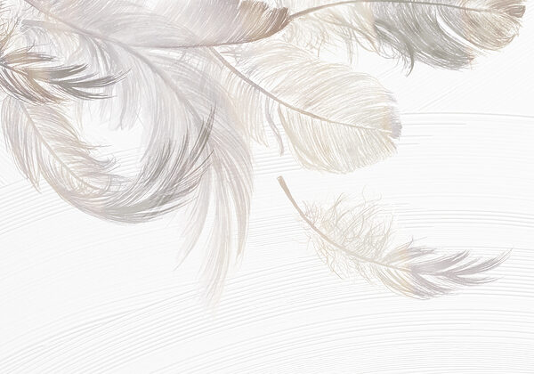 A group of white feathers w00739p 600x420 - A group of white feathers