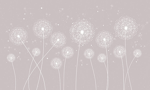 A white dandelions on a grey background A white dandelions on a grey background