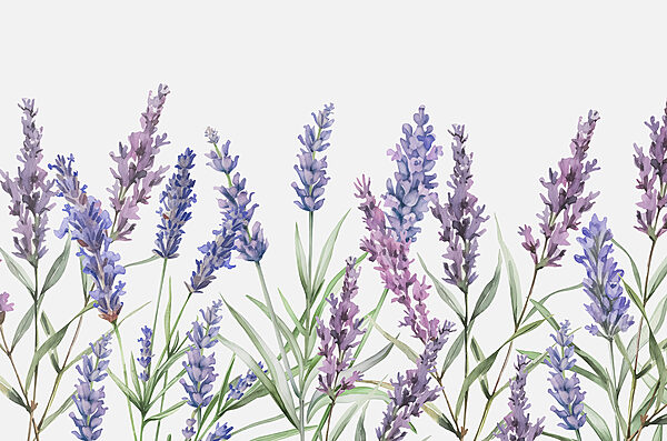 A row of purple flowers A row of purple flowers