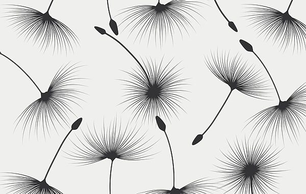 Pattern of dandelion seeds Pattern of dandelion seeds