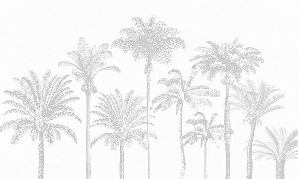 Group of palm trees Group of palm trees