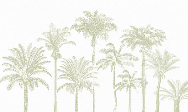 Group of palm trees Group of palm trees