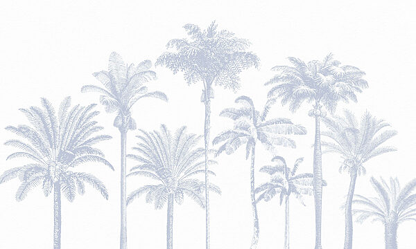 Group of palm trees Group of palm trees