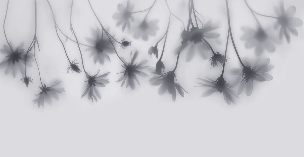 Group of flowers on a white background Group of flowers on a white background