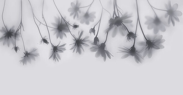 Group of flowers on a white background Group of flowers on a white background