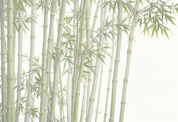 Group of bamboo stems Group of bamboo stems