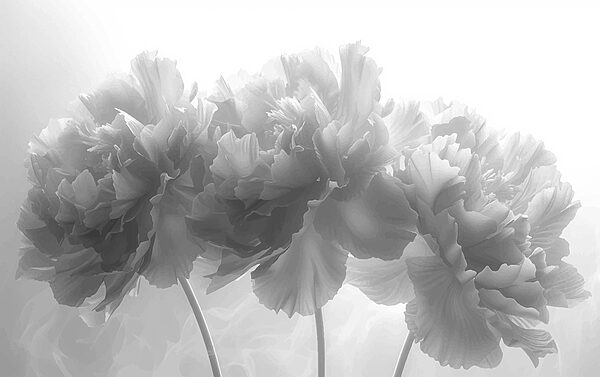 Group of flowers in a white background Group of flowers in a white background