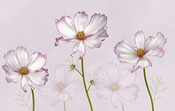 Group of white flowers Group of white flowers