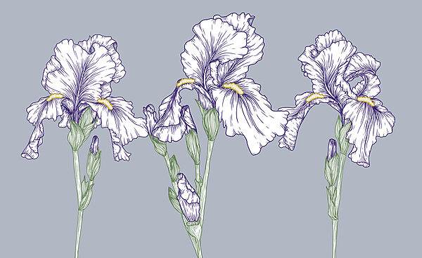 Group of white flowers Group of white flowers