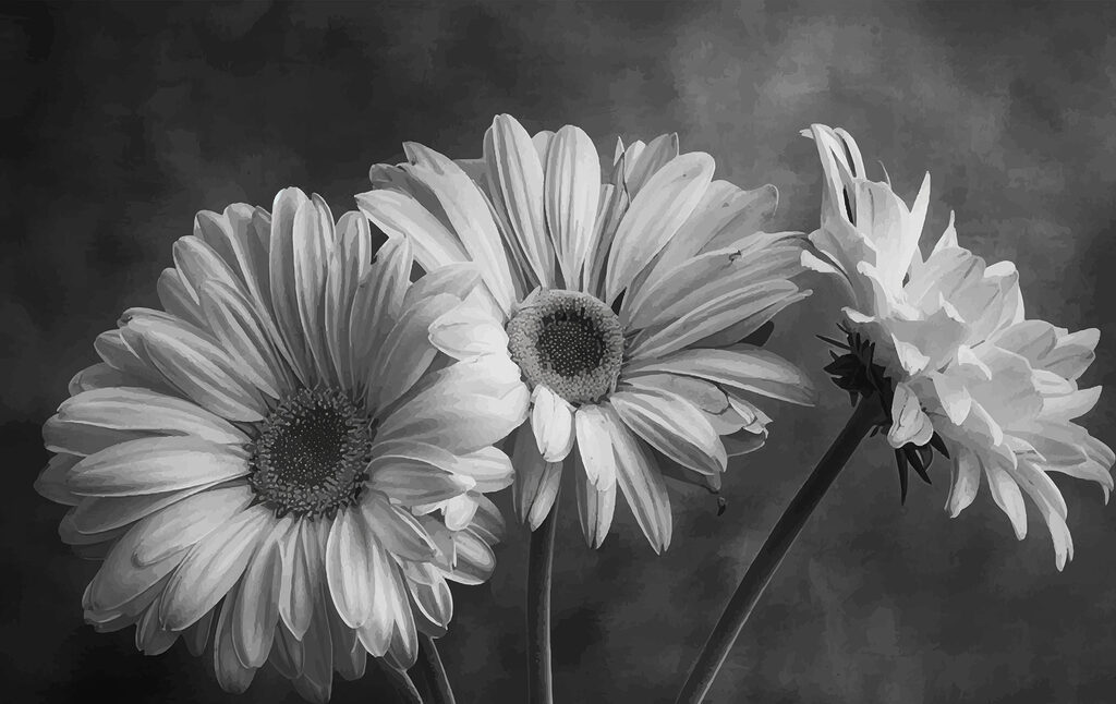 Group of flowers with petals Group of flowers with petals