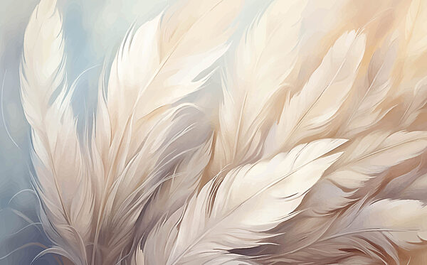 Close up of feathers Close up of feathers