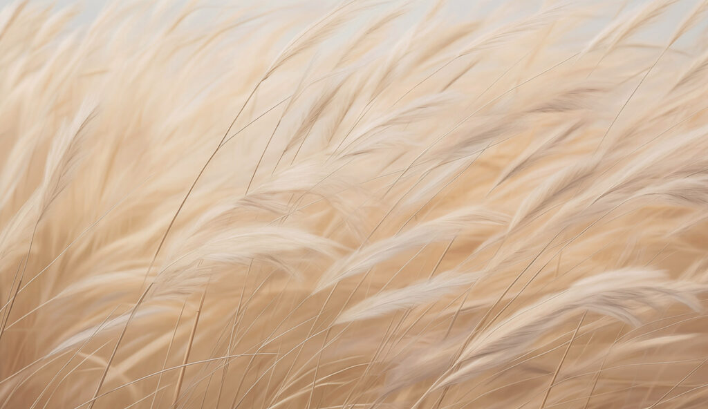 Close up of a field of grass Close up of a field of grass