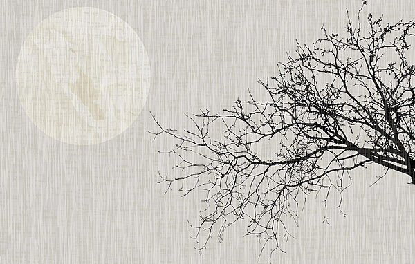 Tree with no leaves Tree with no leaves