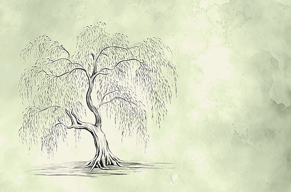 Drawing of a tree Drawing of a tree