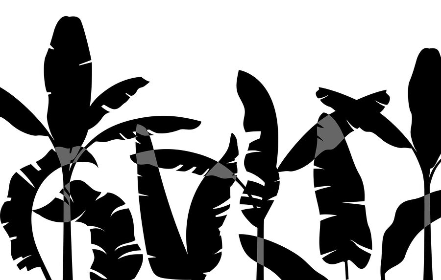 Black silhouette of a banana leaf