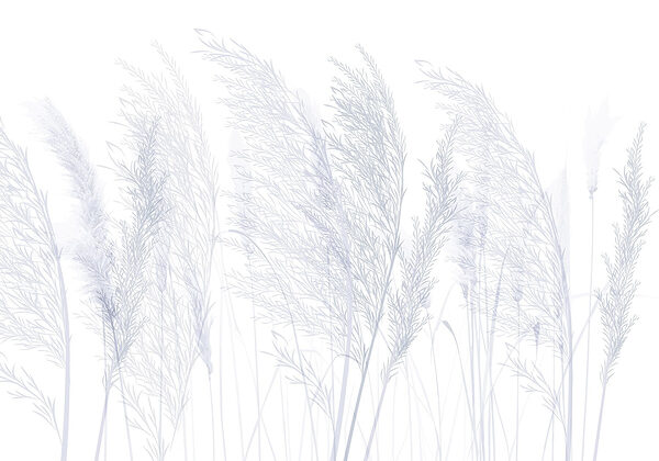 Group of grass with white background Group of grass with white background