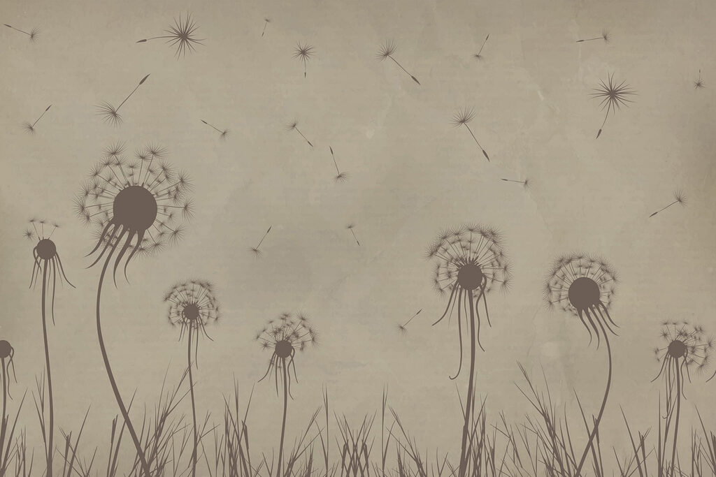 Dandelions blowing in the wind Dandelions blowing in the wind
