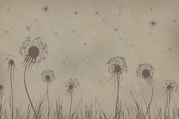 Dandelions blowing in the wind Dandelions blowing in the wind
