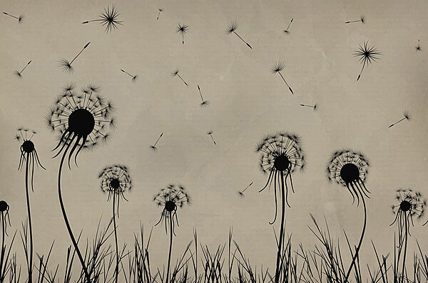 Dandelions blowing in the wind Dandelions blowing in the wind