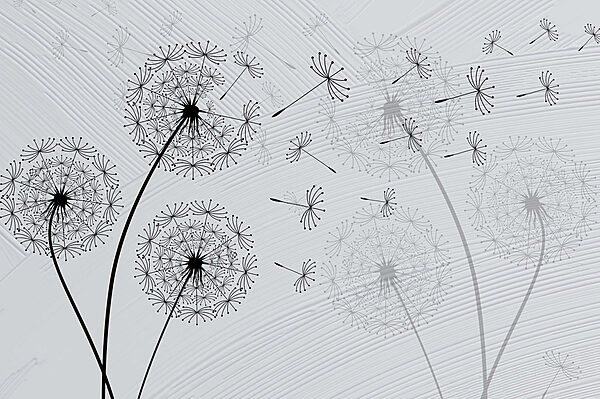 Dandelion seeds dancing in the breeze. Dandelion seeds dancing in the breeze.
