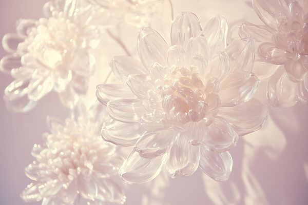 Delicate petals in soft light. Delicate petals in soft light.