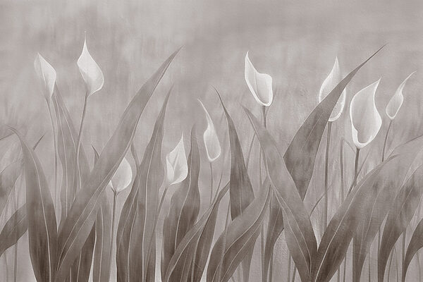 Soft blooms in muted elegance Soft blooms in muted elegance