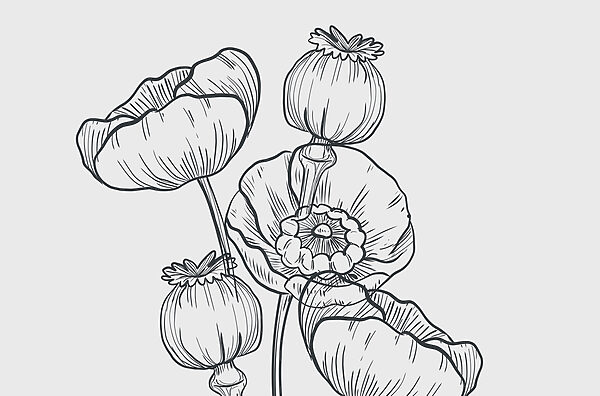 Drawing of flowers on a white background Drawing of flowers on a white background