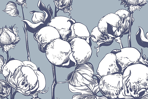Delicate cotton blooms on blue background Delicate cotton blooms on blue background