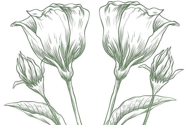 Drawing of flowers and leaves Drawing of flowers and leaves