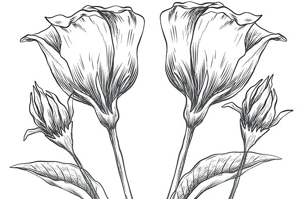 Drawing of flowers on a white background Drawing of flowers on a white background