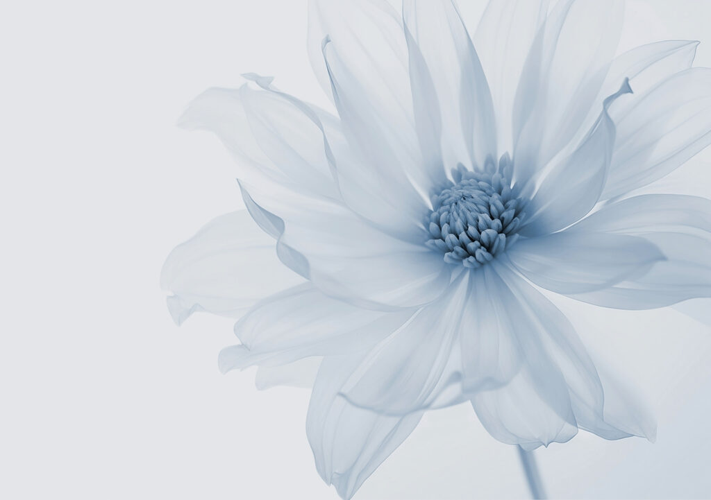 Delicate bloom in soft hues Delicate bloom in soft hues