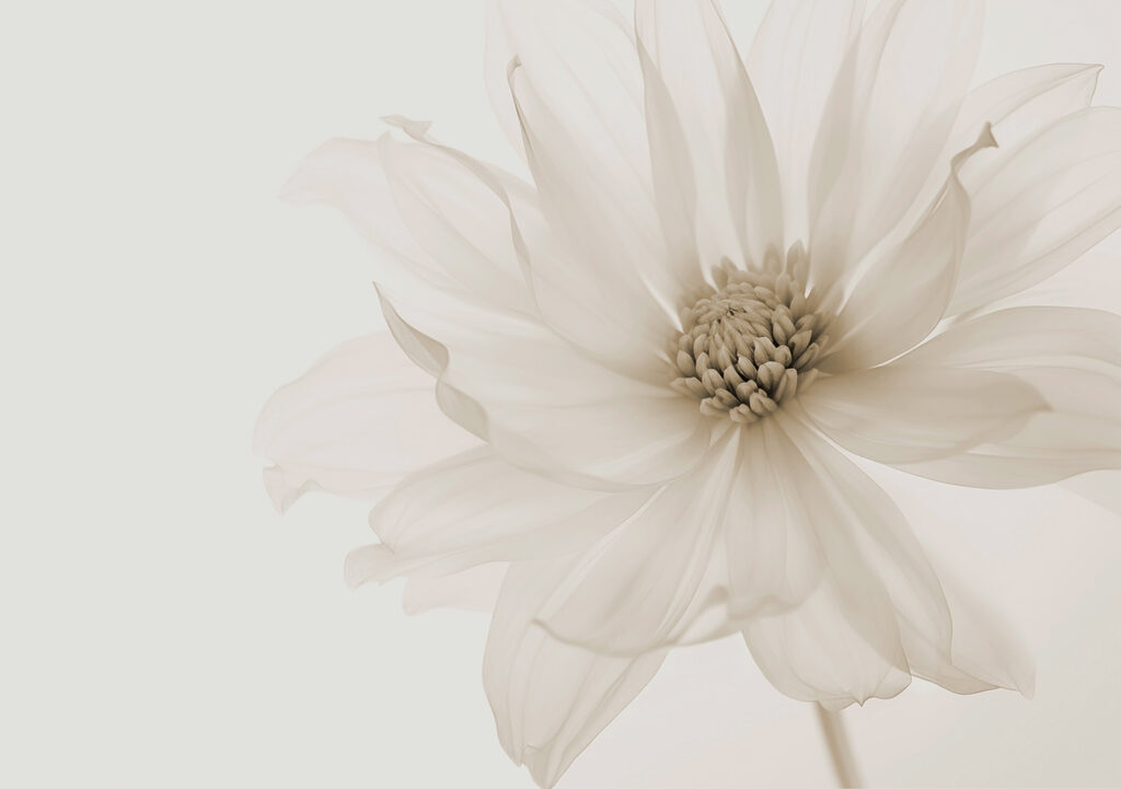 Delicate petals of pure elegance Delicate petals of pure elegance