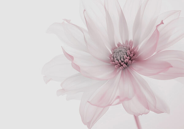 Delicate flower in soft hues Delicate flower in soft hues