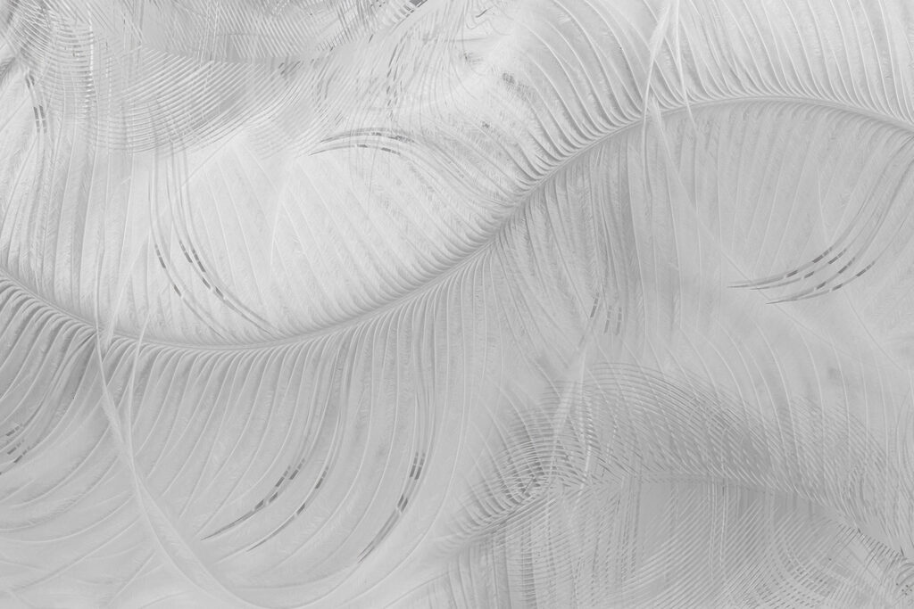 White feather pattern on a white surface White feather pattern on a white surface