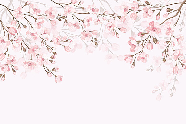Pink flowers on a white background Pink flowers on a white background