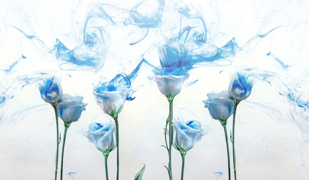 Group of flowers with blue ink in water Group of flowers with blue ink in water
