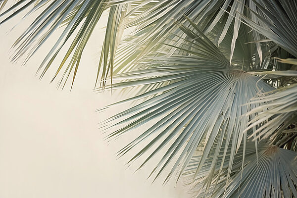 Delicate palm fronds gently swaying Delicate palm fronds gently swaying