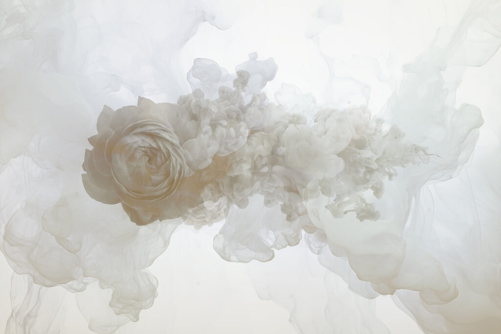 White flower in water White flower in water
