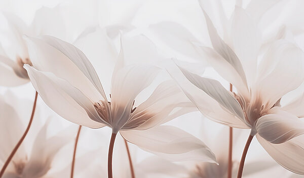 Delicate petals in soft hues Delicate petals in soft hues