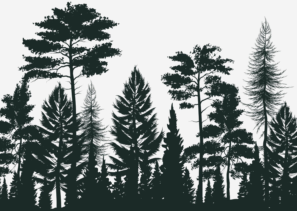 Group of trees in a forest Group of trees in a forest