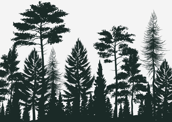 Group of trees in a forest Group of trees in a forest