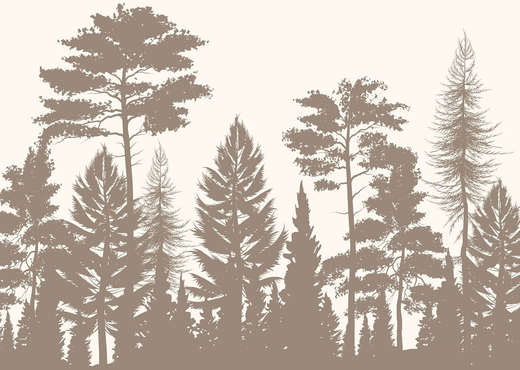 Group of trees in a forest Group of trees in a forest