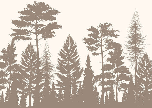 Group of trees in a forest Group of trees in a forest