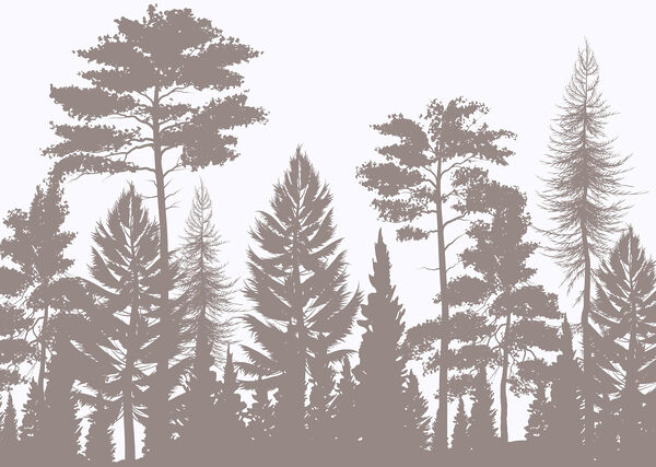 Group of trees in a forest Group of trees in a forest