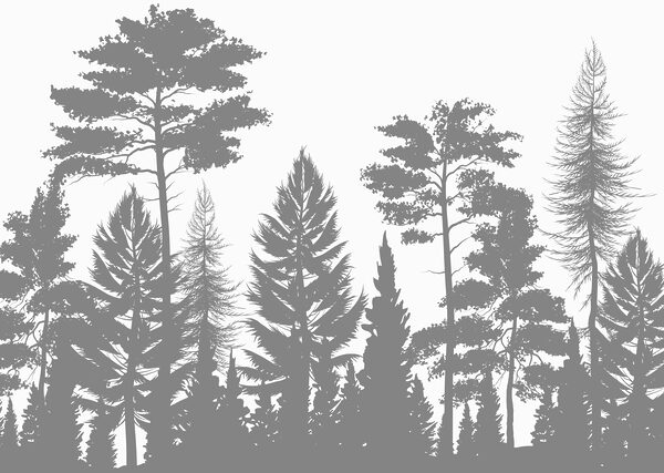 Group of trees in a forest Group of trees in a forest