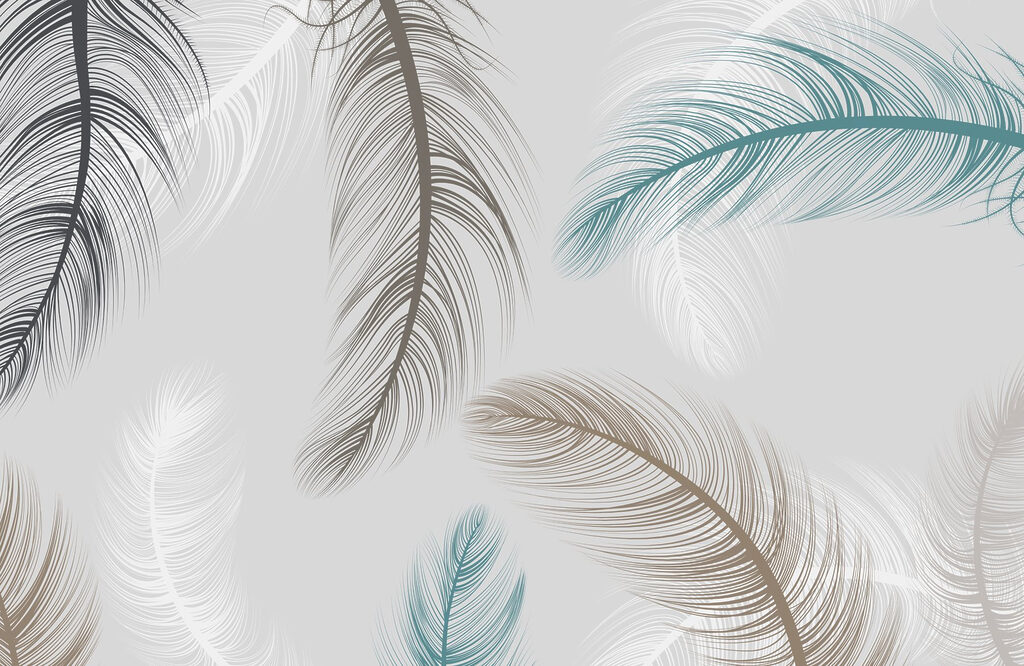 Group of feathers on a white background Group of feathers on a white background